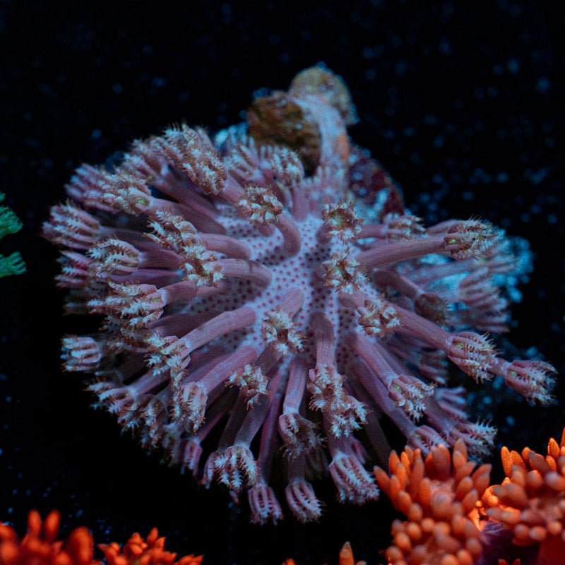 Toadstool Leather Coral with smooth cap in reef aquarium