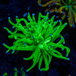 Todds Torch Coral with flowing tentacles in reef aquarium