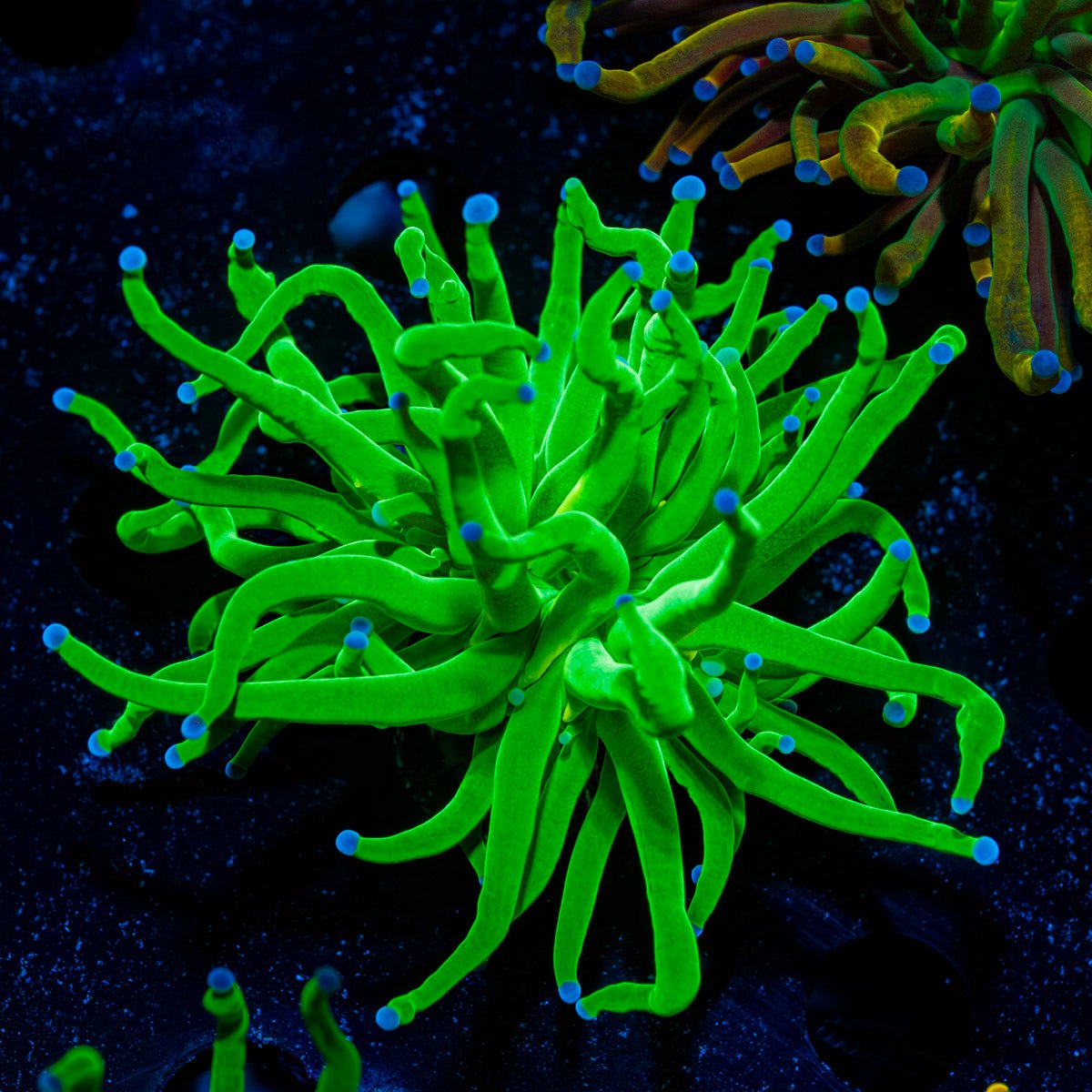 Todds Torch Coral with flowing tentacles in reef aquarium