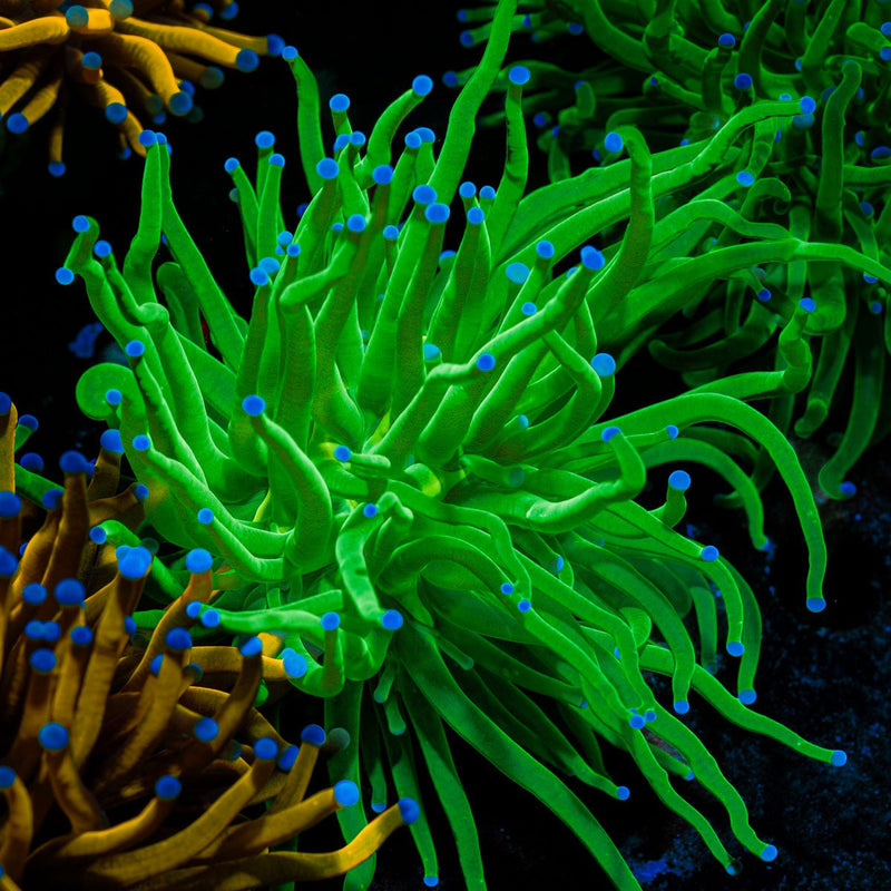 Todds Torch Euphyllia Coral