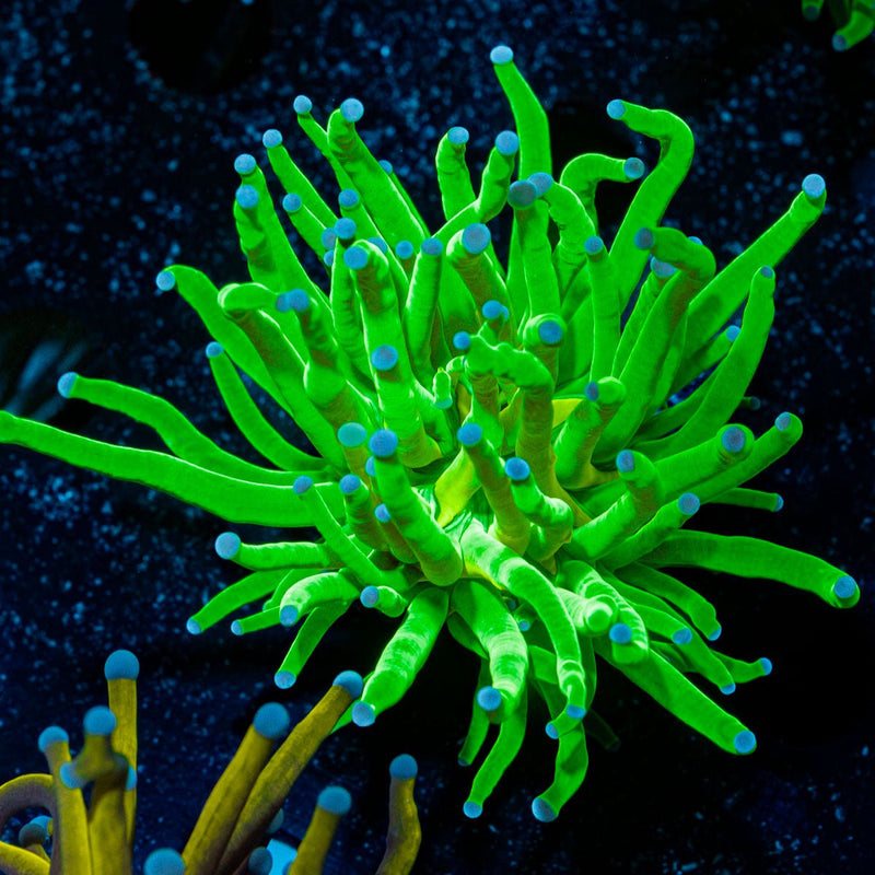 Todds Torch Euphyllia Coral with flowing tentacles in reef aquarium