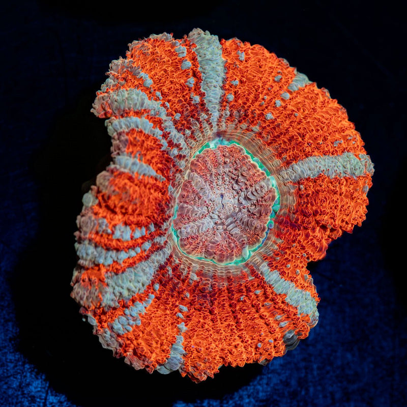 Tony the Tiger Asian Acan Coral with fleshy polyps in reef aquarium