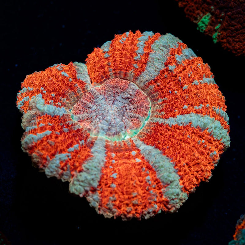 Tony the Tiger Asian Acan Coral with fleshy polyps in reef aquarium