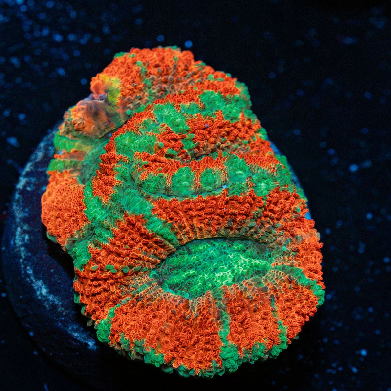 Tony the Tiger Asian Acan Coral with fleshy polyps in reef aquarium