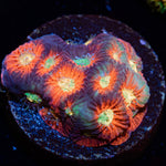 Toro Bravo Favia with intricate patterns and textures in a reef aquarium