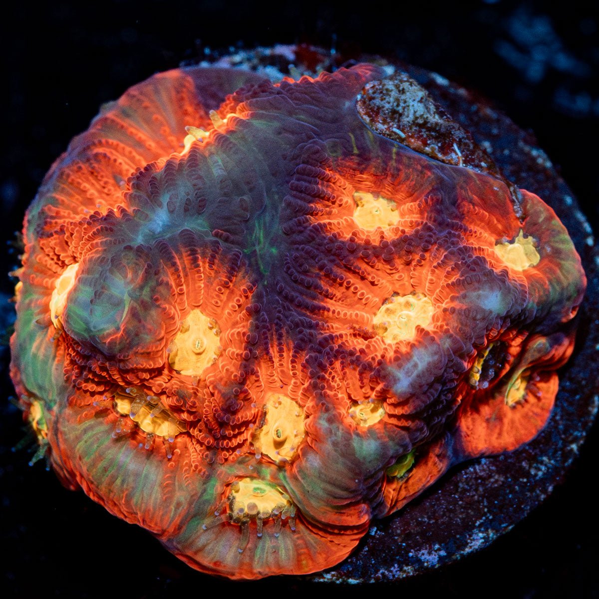 Toro Bravo Favia with intricate patterns and textures in a reef aquarium