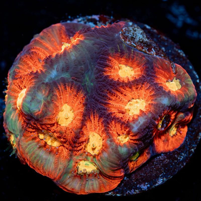 Toro Bravo Favia Coral
