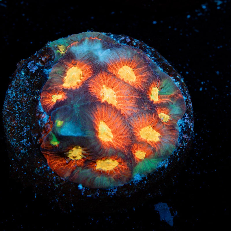 Toro Bravo Favia Coral with encrusting growth in reef aquarium