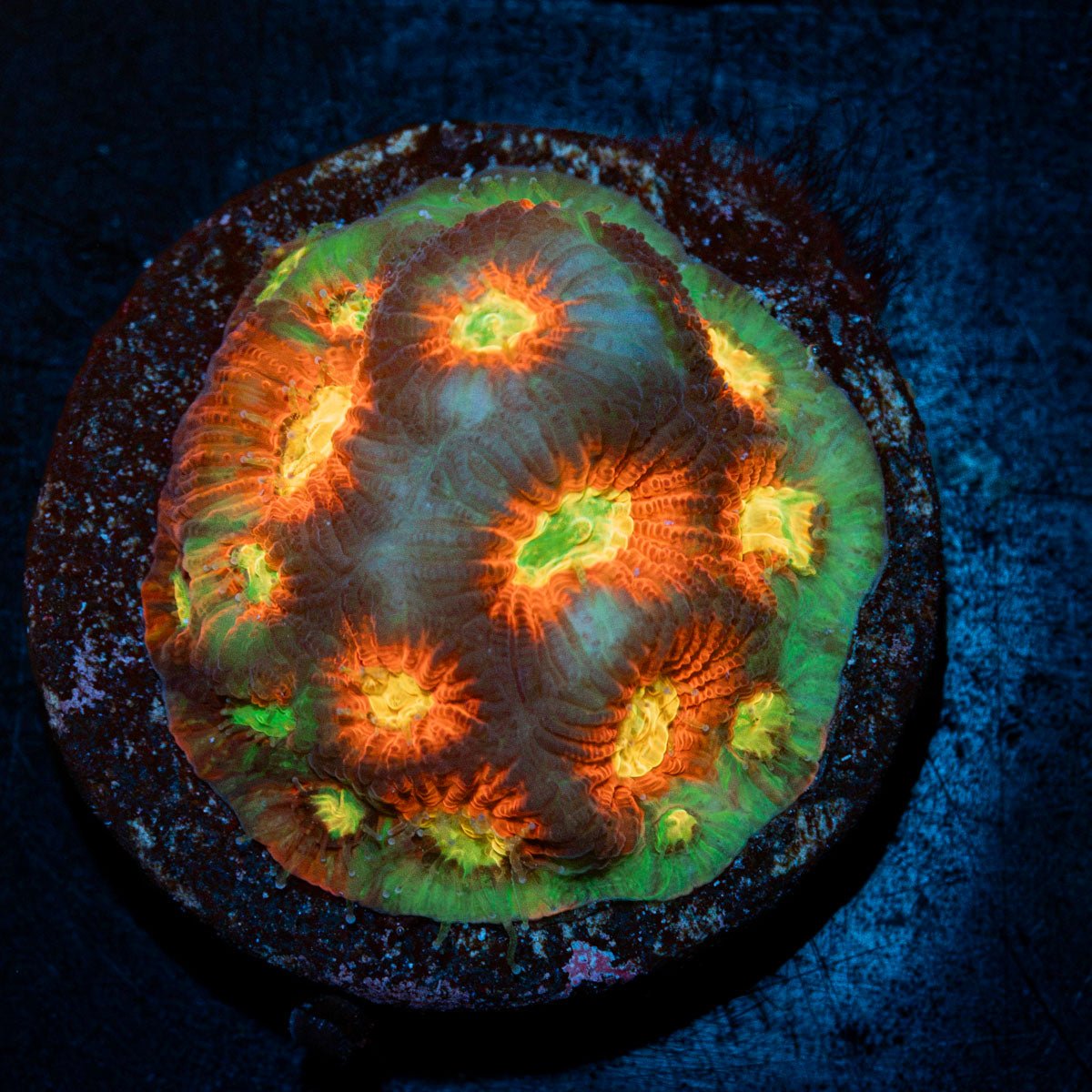 Toro Bravo Favia Coral with encrusting growth in reef aquarium