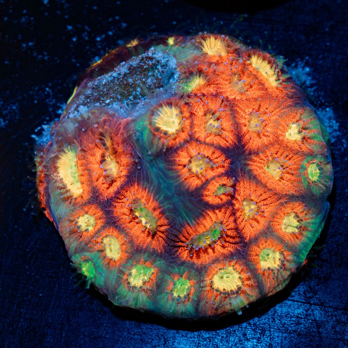 Toro Bravo Favia Coral with encrusting growth in reef aquarium