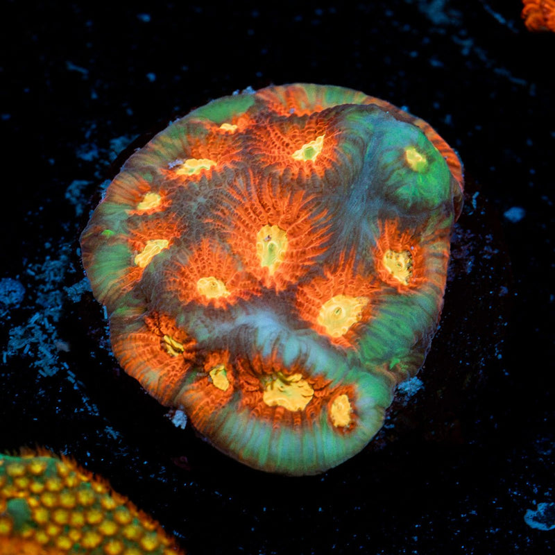 Toro Bravo Favia Coral with fleshy polyps in reef aquarium