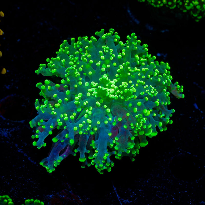 Toxic Frogspawn euphyllia coral with branching fleshy heads in reef aquarium