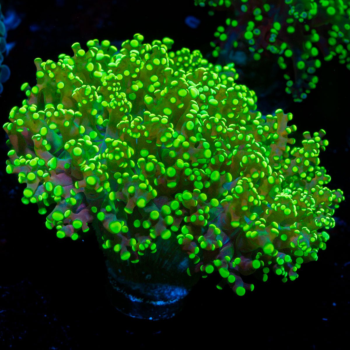 Toxic Frogspawn euphyllia coral with branching fleshy heads in reef aquarium