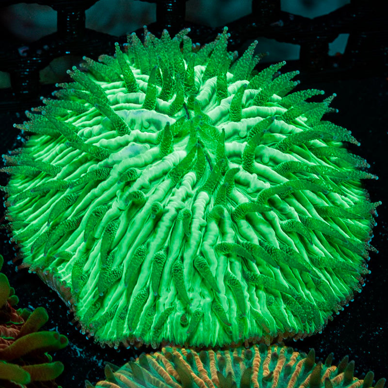 Toxic Fungia Plate Coral with fleshy open polyp in reef aquarium