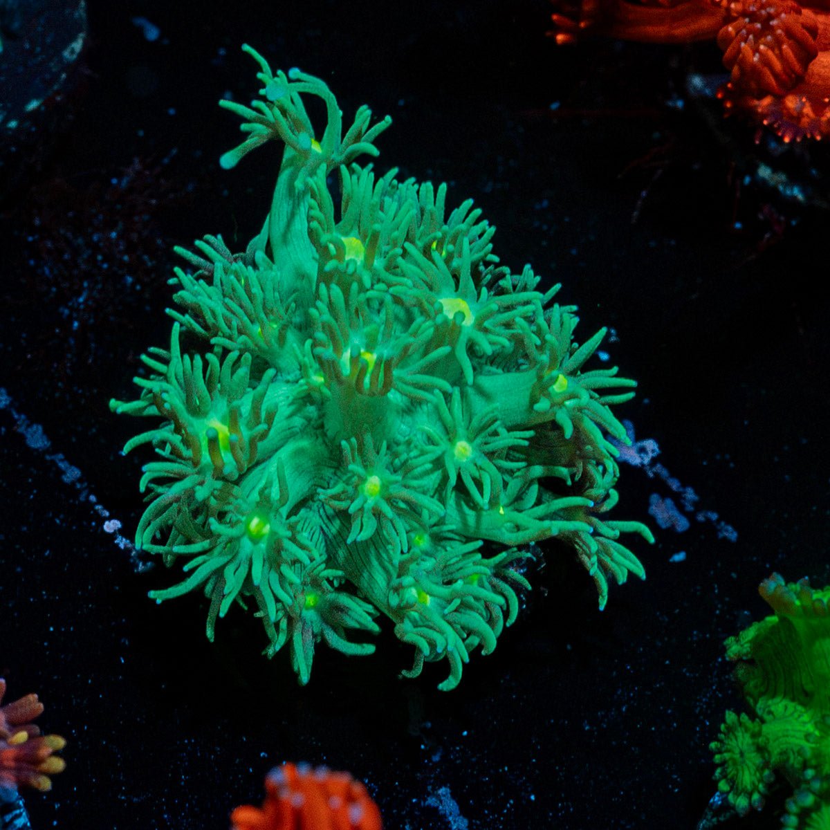 Toxic Goniopora Coral with flower-like polyps in reef aquarium
