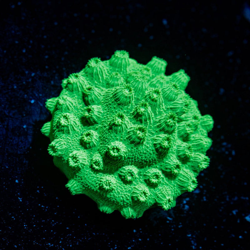 Toxic Green Cyphastrea Coral with encrusting growth in reef aquarium