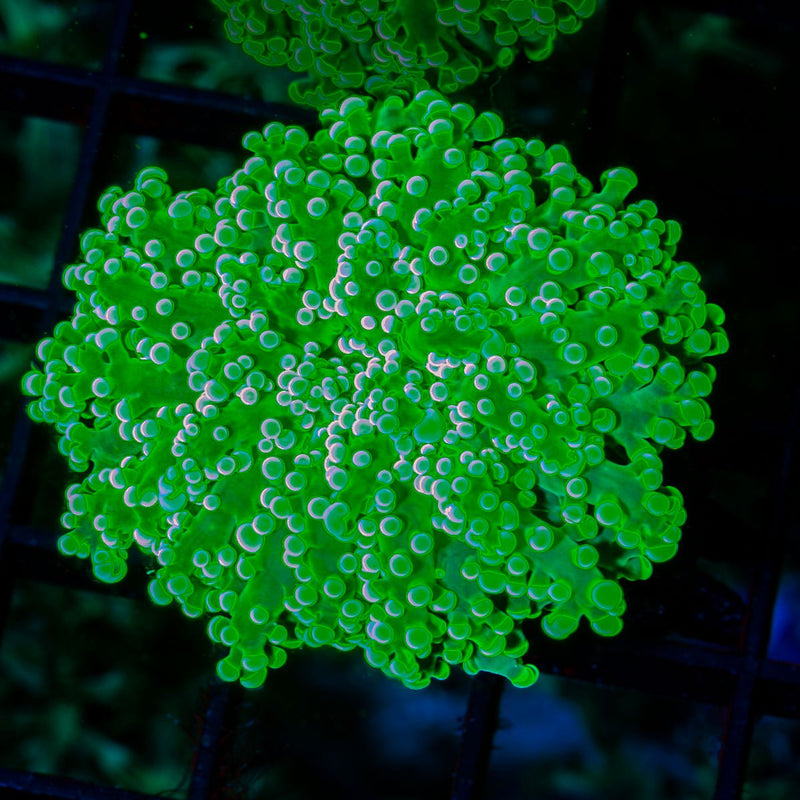 Toxic Green Frogspawn Coral with branching fleshy heads in reef aquarium