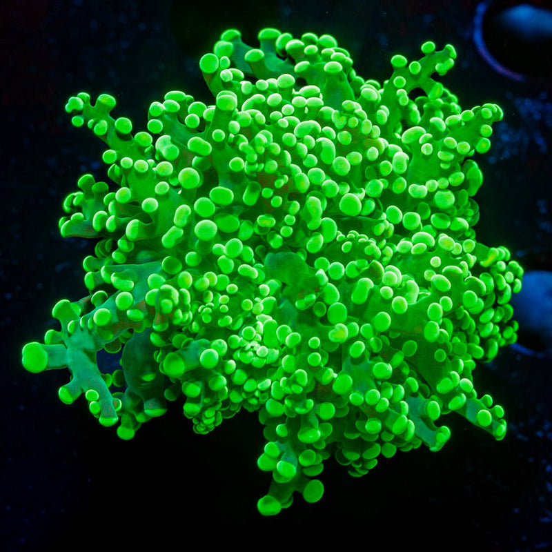 Toxic Green FrogSpawn Euphyllia Coral with branching fleshy heads in reef aquarium