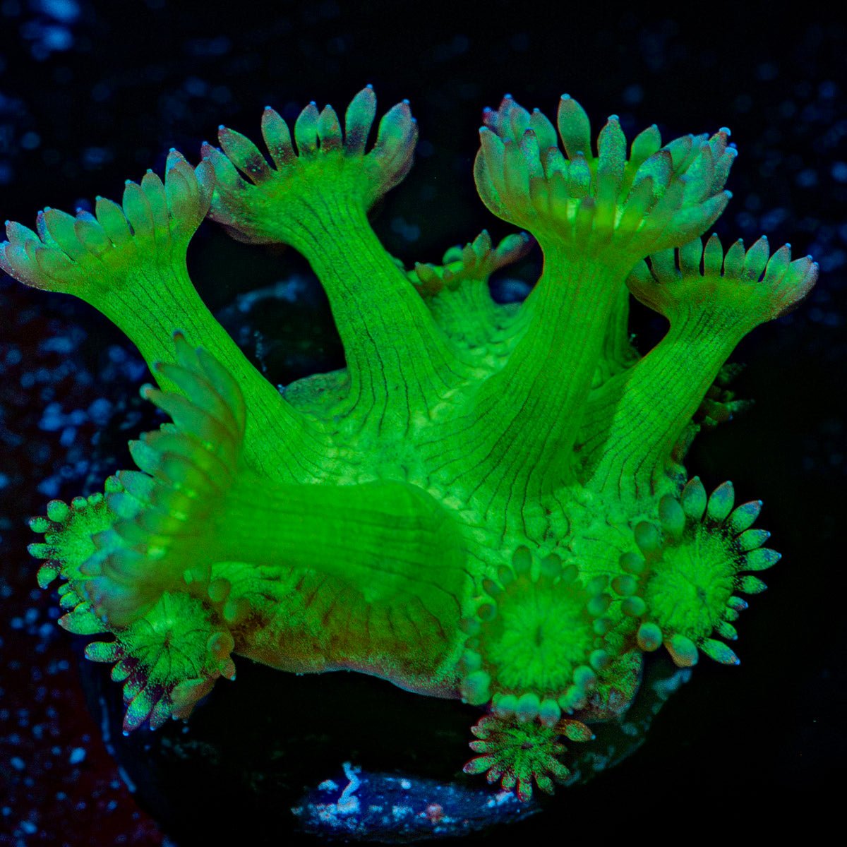 Toxic Green Goniopora with flower-like polyps in reef aquarium