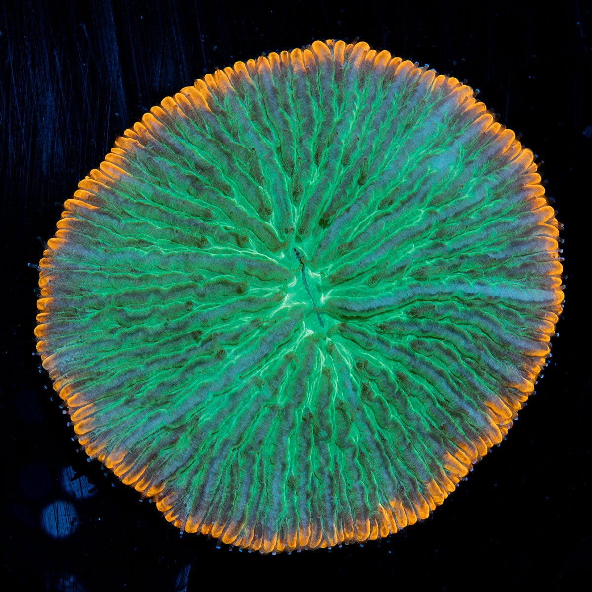 Toxic Ringed Plate Coral with fleshy open polyp in reef aquarium