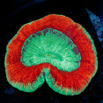 Trachyphyllia Coral with fleshy open polyp in reef aquarium