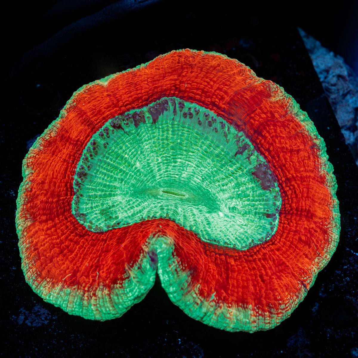 Trachyphyllia Coral with fleshy open polyp in reef aquarium