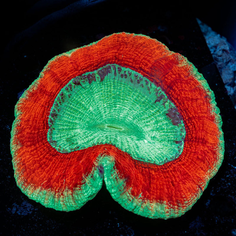 Trachyphyllia Coral with fleshy open polyp in reef aquarium