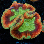 Trachyphyllia Coral with fleshy open polyp in reef aquarium