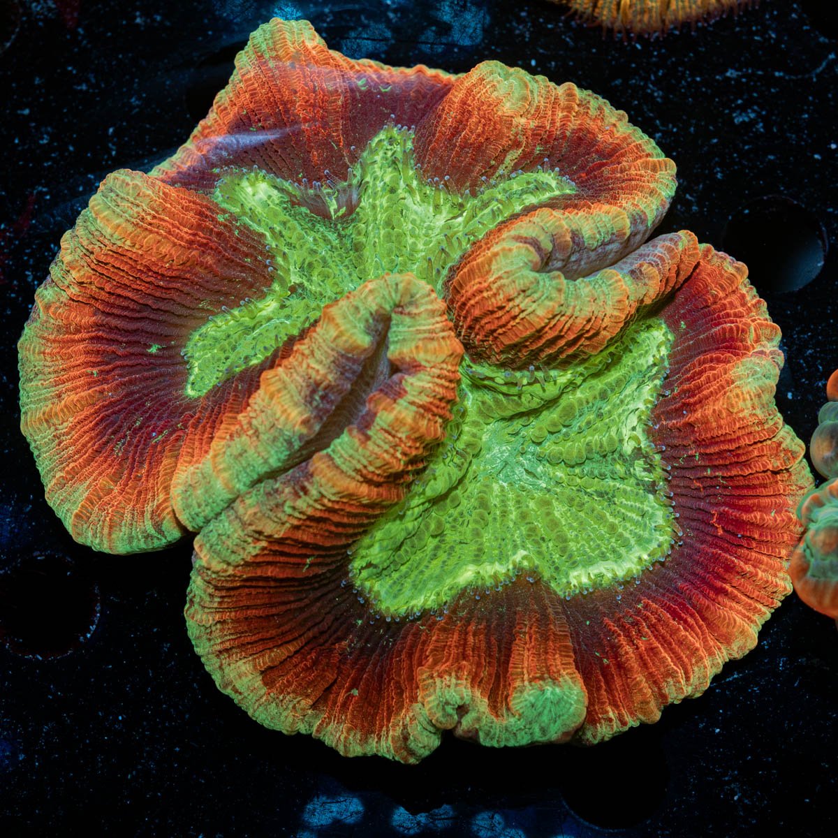 Trachyphyllia Coral with fleshy open polyp in reef aquarium