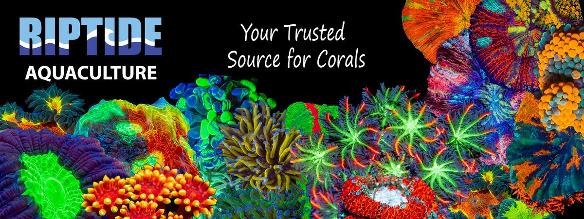 Riptide Aquaculture | Aquacultured Coral for Reef Tanks