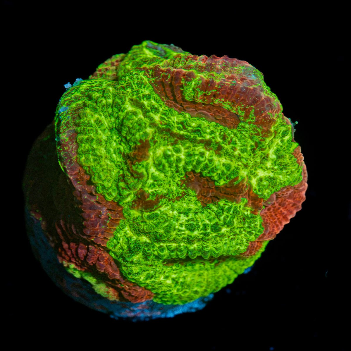 TSA Favia Favia Coral with encrusting growth in reef aquarium