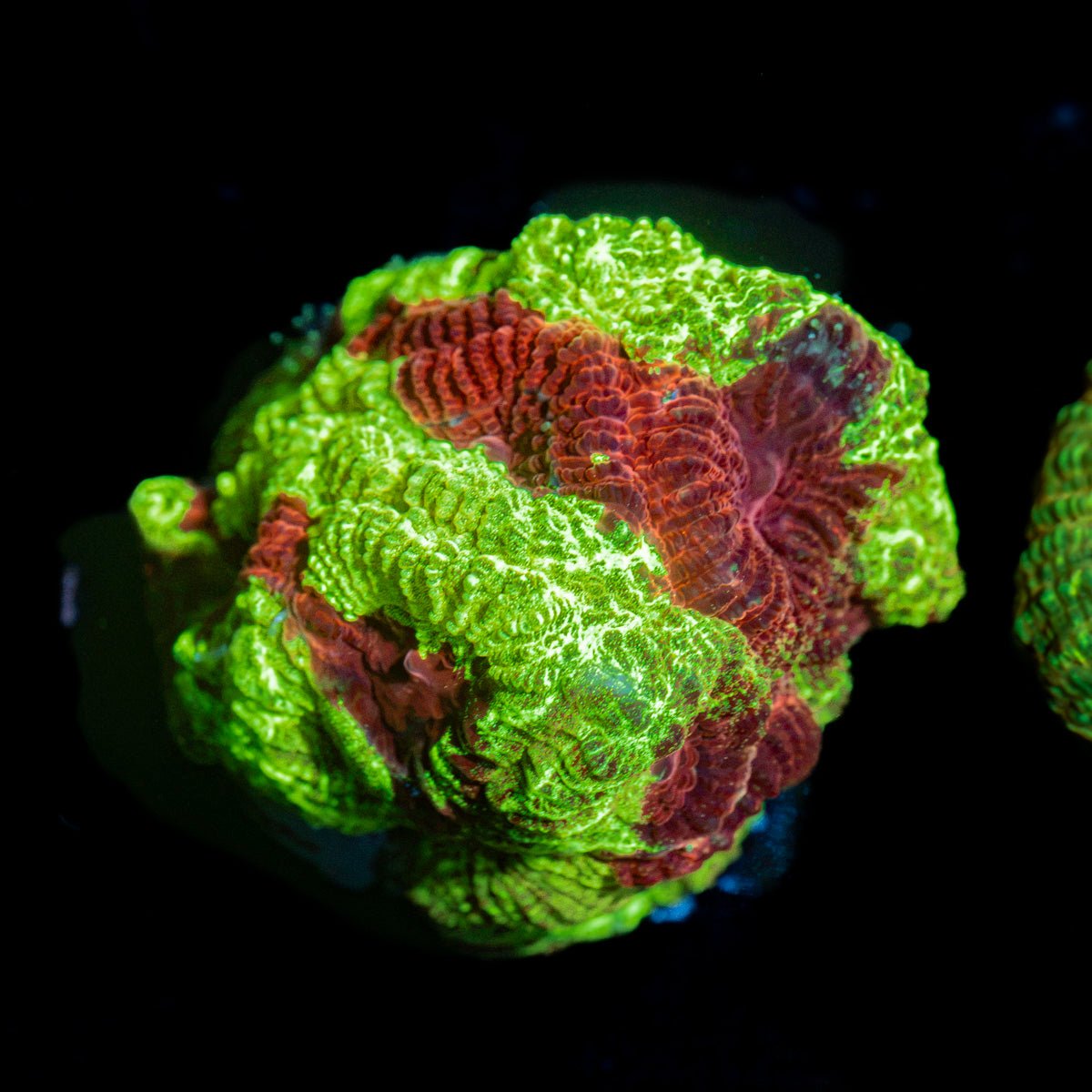 TSA Favia Favia Coral with encrusting growth in reef aquarium