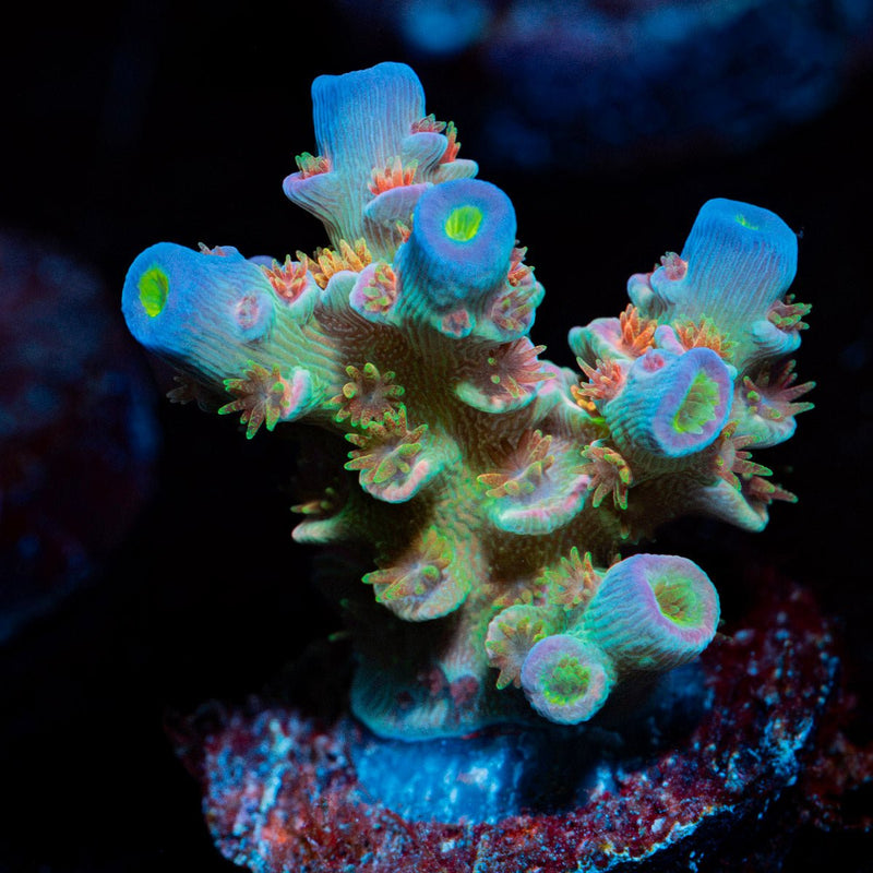 TSA Rainbow Fusion Acropora Coral with branching growth in reef aquarium