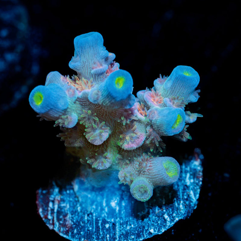 TSA Rainbow Fusion Tenuis Acropora coral with branching growth in reef aquarium