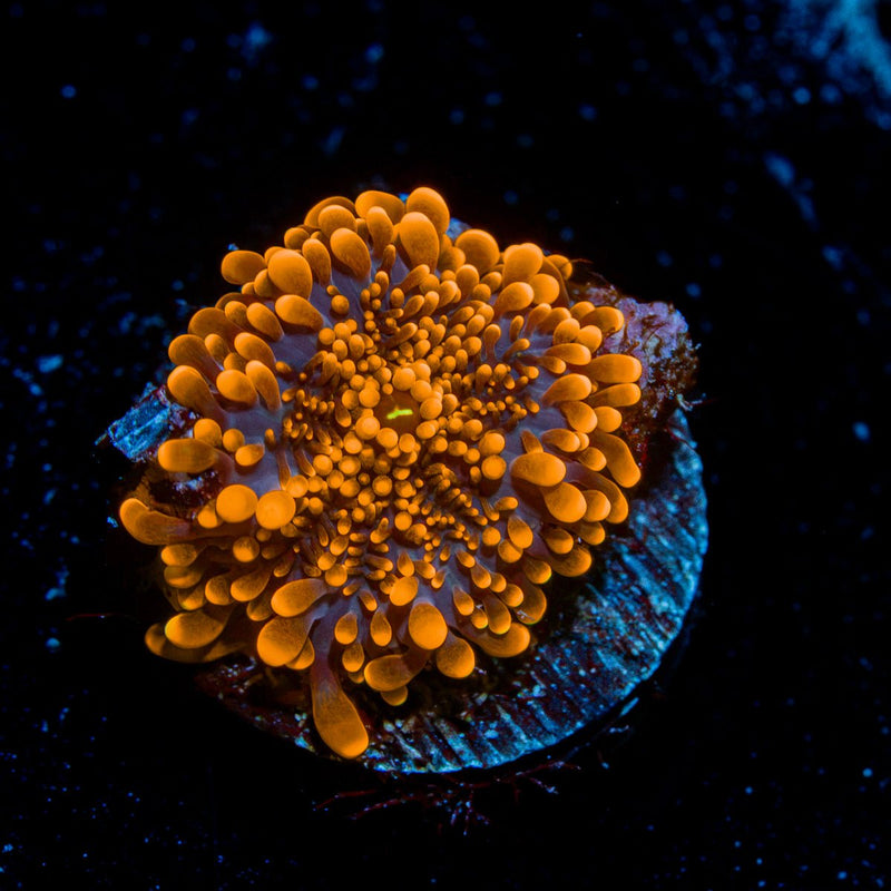 Sun Beam Yuma Mushroom Coral with orange mushroom disc in reef aquarium