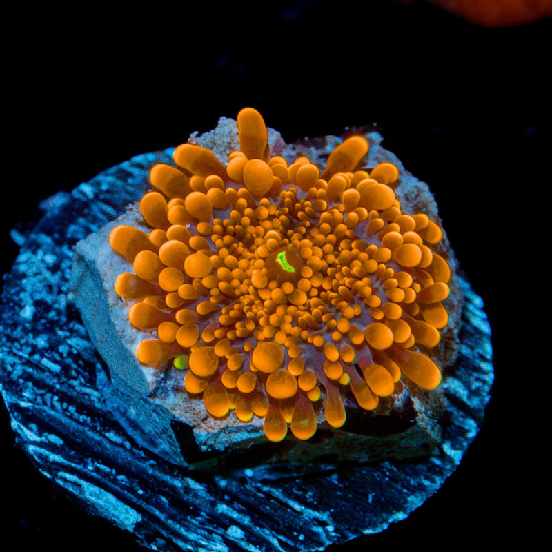 Sunbeam Yuma Mushroom Coral with mushroom disc in reef aquarium