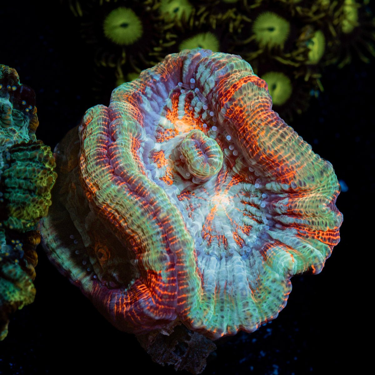 Tsumumi Wilsoni Coral with fleshy open polyp in reef aquarium