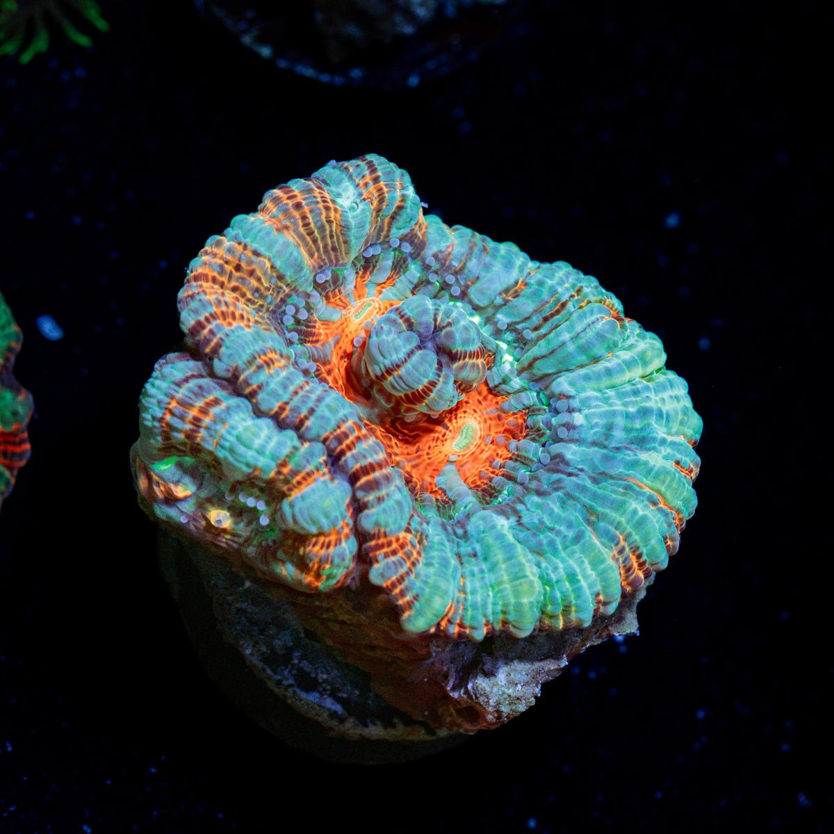 Tsumumi Wilsoni Coral with fleshy open polyp in reef aquarium
