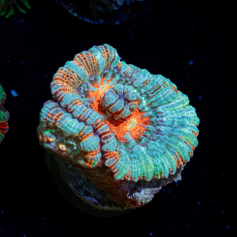 Tsumumi Wilsoni Coral with fleshy open polyp in reef aquarium
