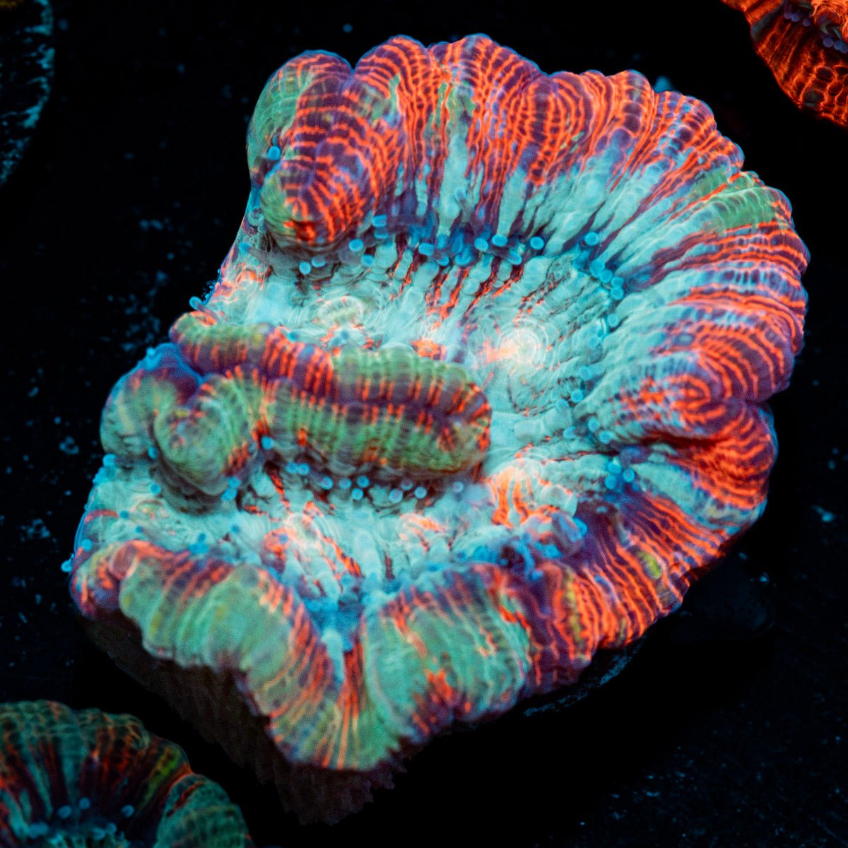 Tsumumi Wilsoni Coral with fleshy open polyp in reef aquarium