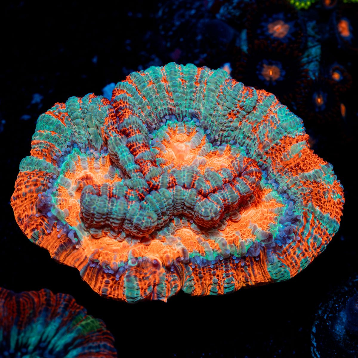 Tsumumi Wilsoni Coral with fleshy open polyp in reef aquarium