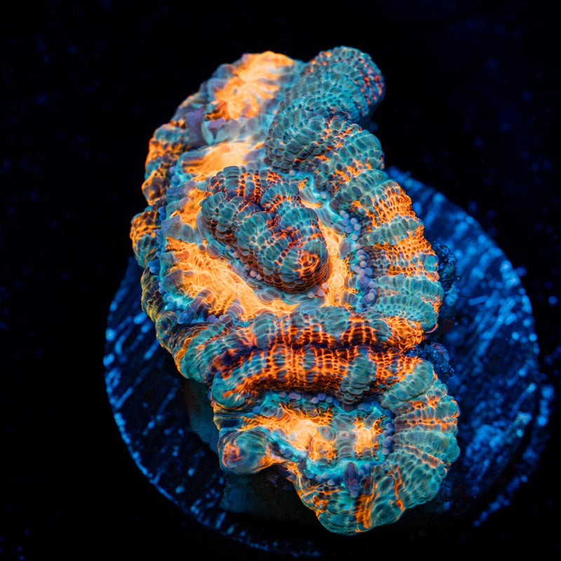 Tsunami Wilsoni Coral with fleshy open polyp in reef aquarium