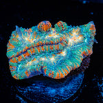 Tsunami wilsoni Coral with fleshy open polyp in reef aquarium