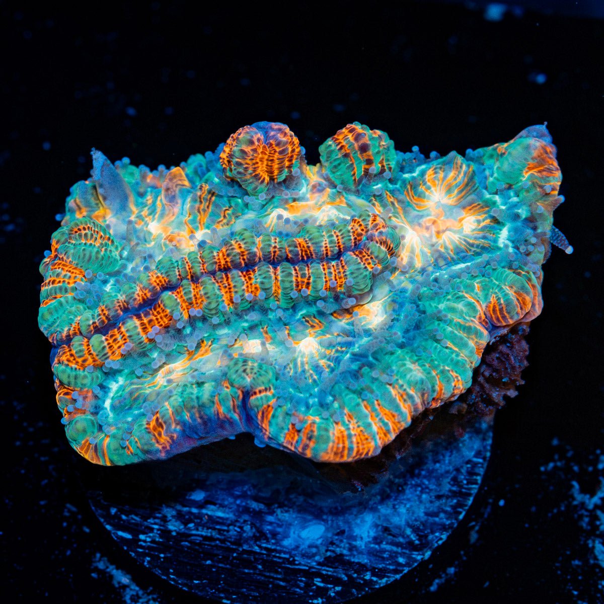 Tsunami wilsoni Coral with fleshy open polyp in reef aquarium