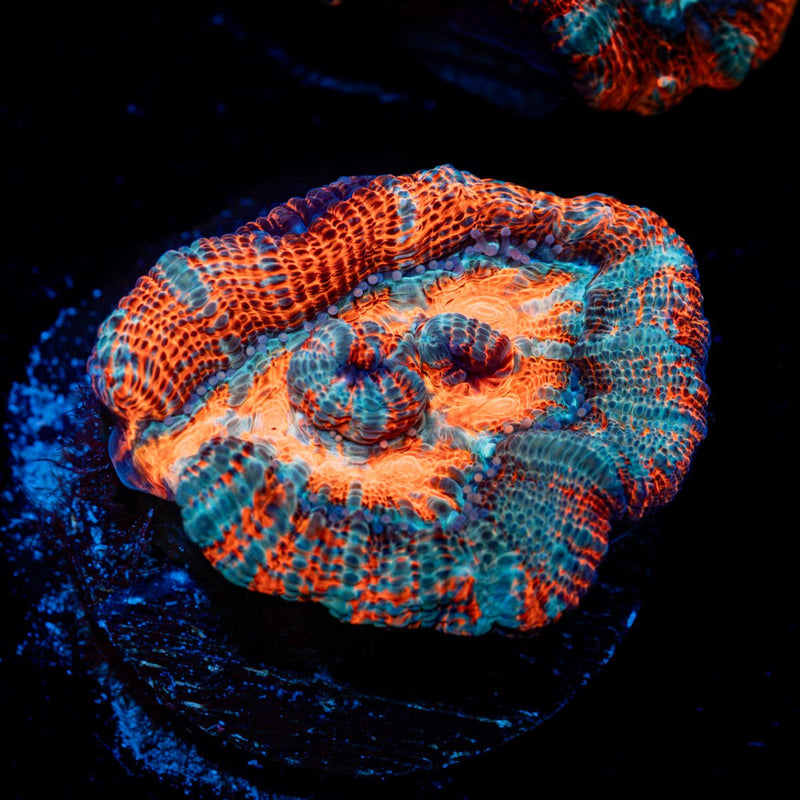Tsunami Wilsoni Coral