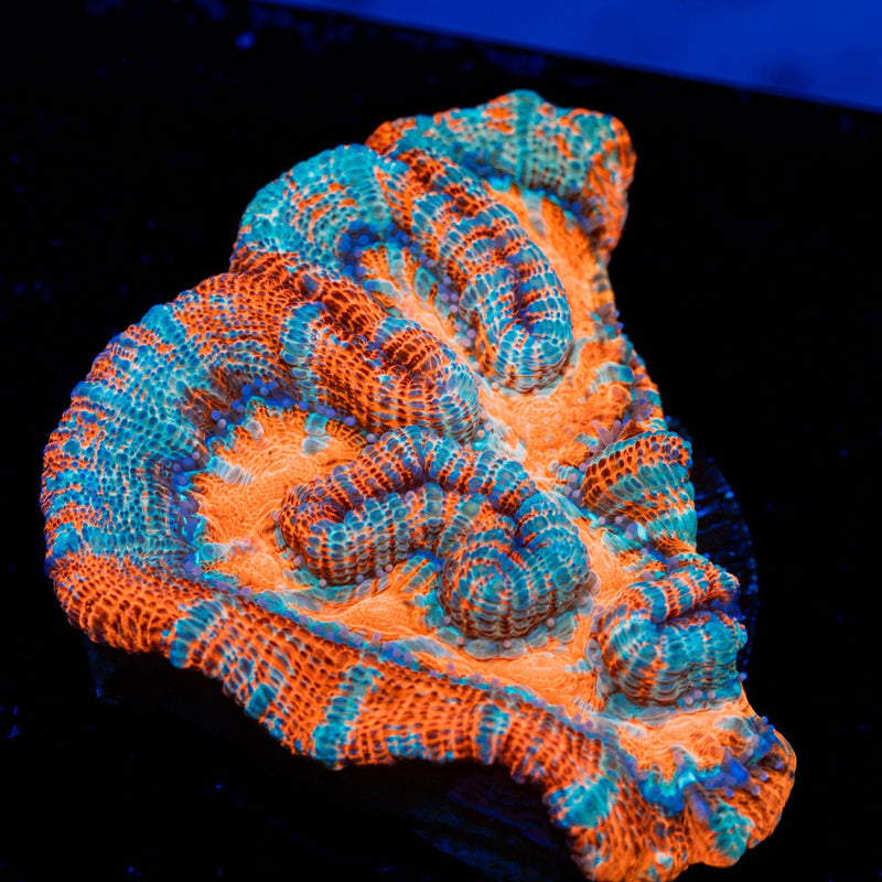 Tsunami Wilsoni Coral