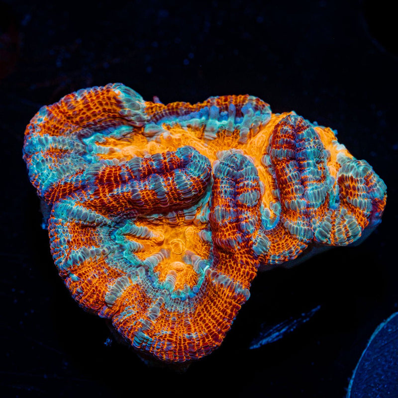 Tsunami Wilsoni Coral with fleshy open polyp in reef aquarium