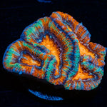 Tsunami Wilsoni Coral with fleshy open polyp in reef aquarium