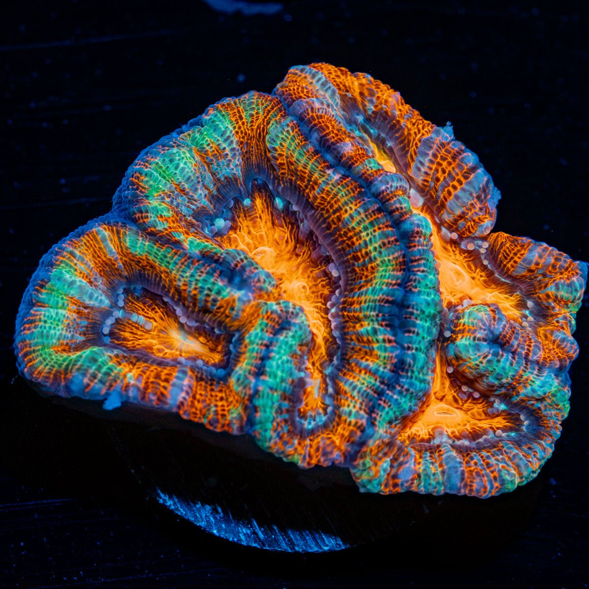 Tsunami Wilsoni Coral with fleshy open polyp in reef aquarium