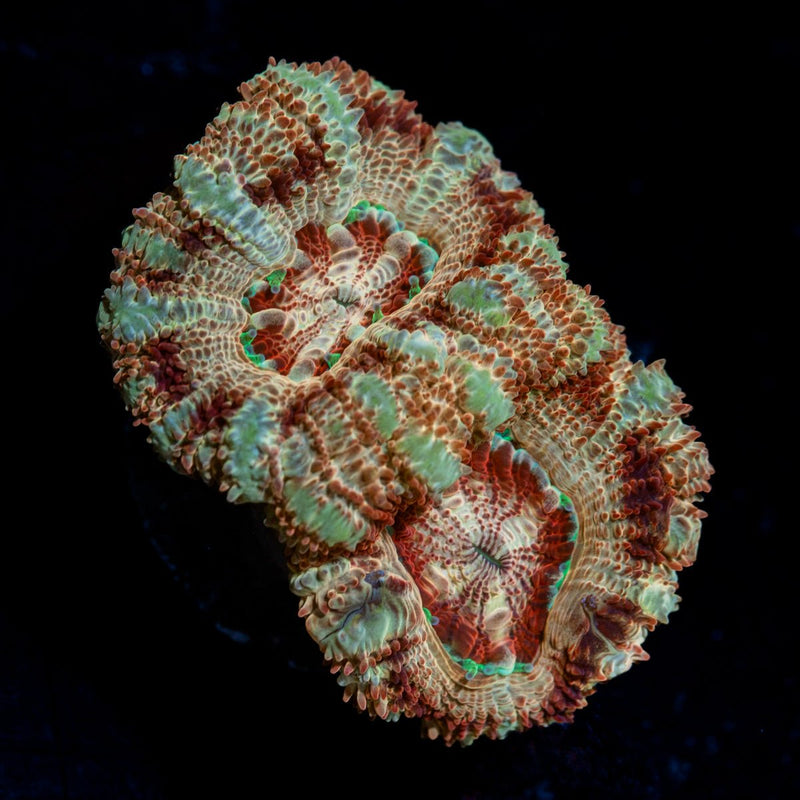 Tuscan Sun Asian Acan Micromussa Coral with fleshy polyps in reef aquarium